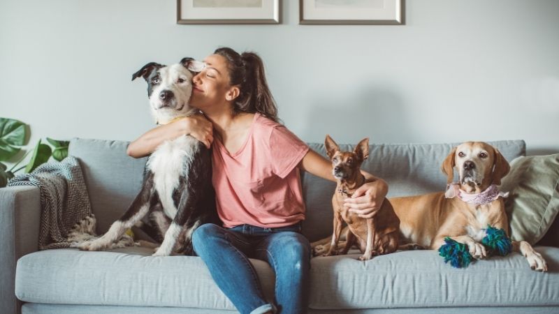 10 tricks to take care of your pet