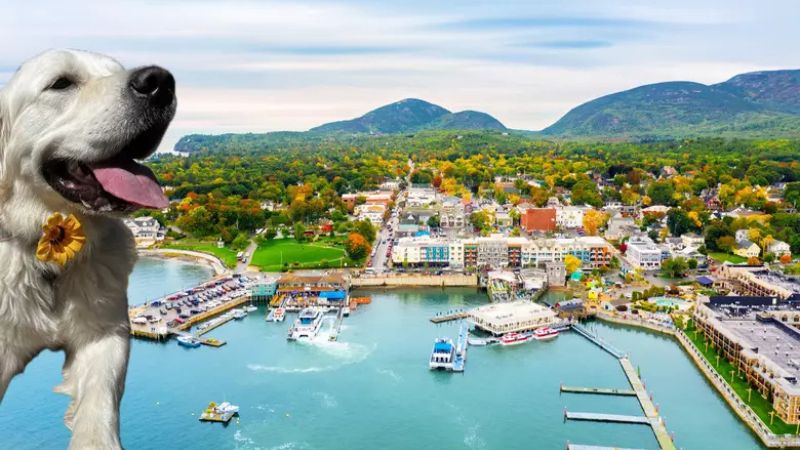 Bar Harbor, Maine A Pet-Friendly Bucket List Destination - trickyexplore.com