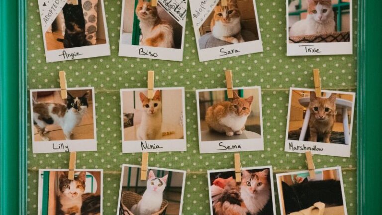Guide to Pet Adoption - trickyexplore.com
