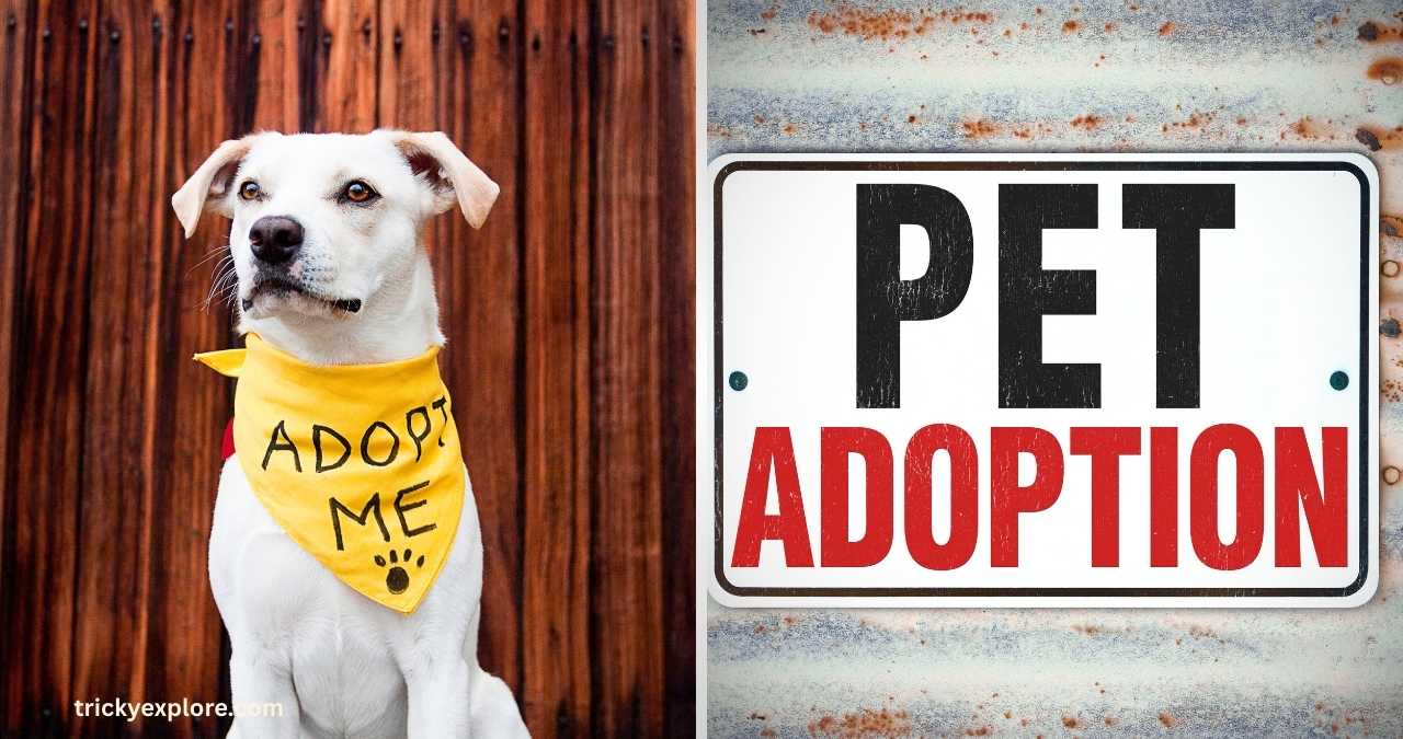 Guide to Pet Adoption - trickyexplore.com