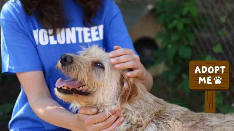 Pet Adoption - trickyexplore.com