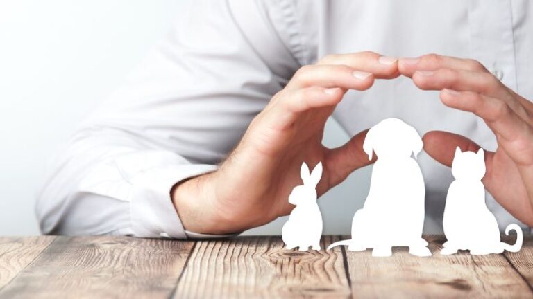 Pet Care Insurance- trickyexplore.com