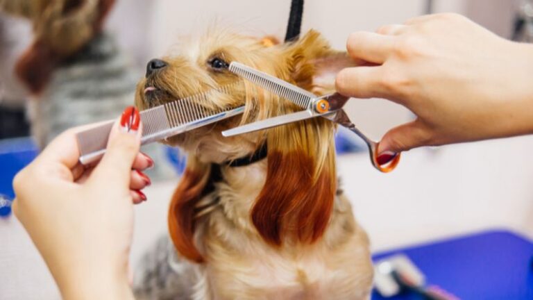 Pet Grooming - trickyexplore.com