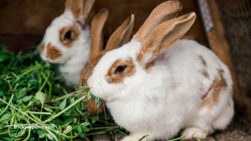 Rabbit Summer Care- trickyexplore.com