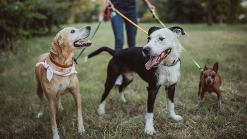 Benefits of Dog Walking - trickyexplore.com