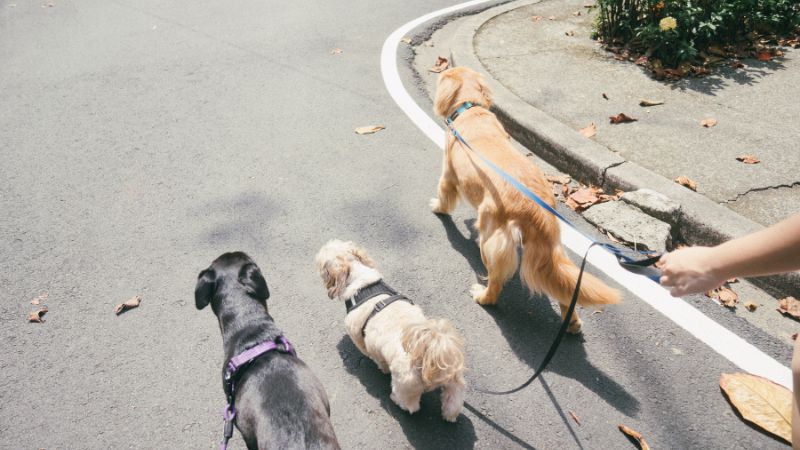 Dog Walking Safety Tips - trickyexplore.com