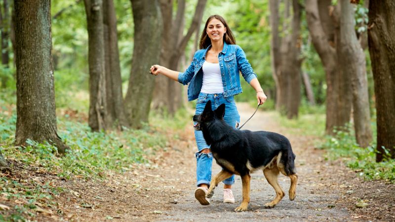 Dog Walking Trends - trickyexplore.com