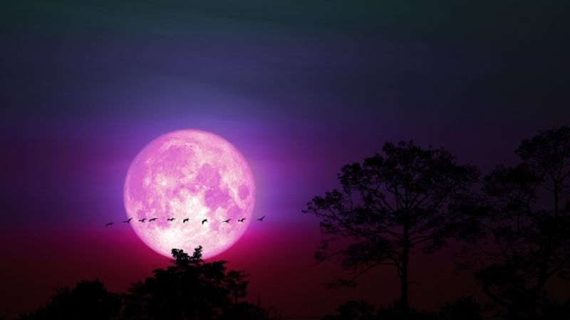 Pink Moon vs. Strawberry Moon - trickyexplore.com