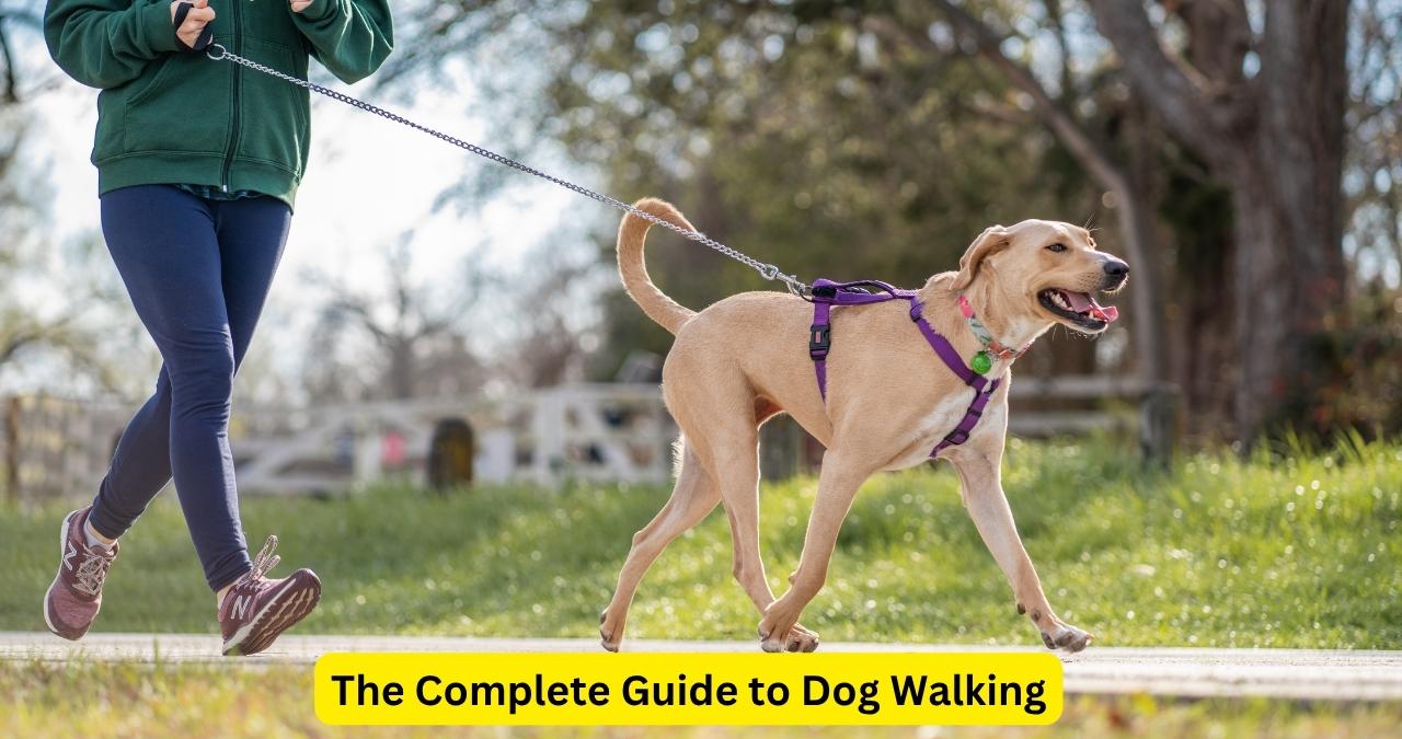 The Complete Guide to Dog Walking - trickyexplore.com